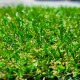 Gazon synthétique 22mm  soit 38m²