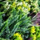 Murs de Tropic Artificiels - Végétation dense et réaliste