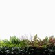 Lot de 5 Murs Végétaux Tropic - épaisseur du feuillage
