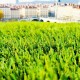 Brins du Very Chic 35 mm pour le rouleau 2 x 5 m