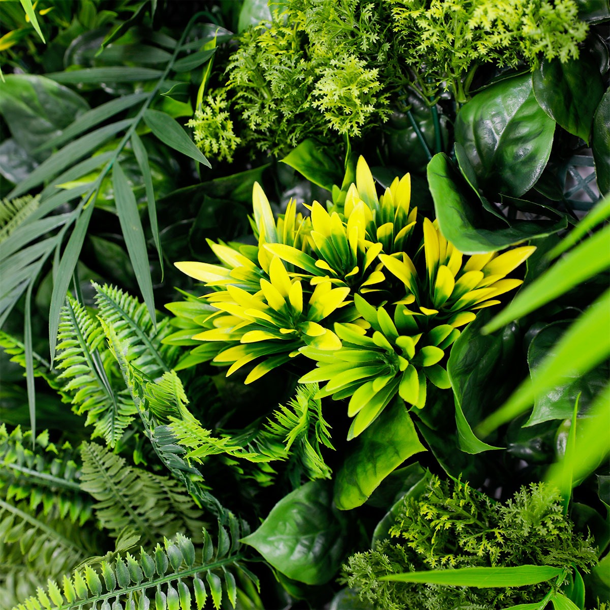 Plante Tropicale 7 Lettres : Bananier, Baselle, Ximenia, Exotiks